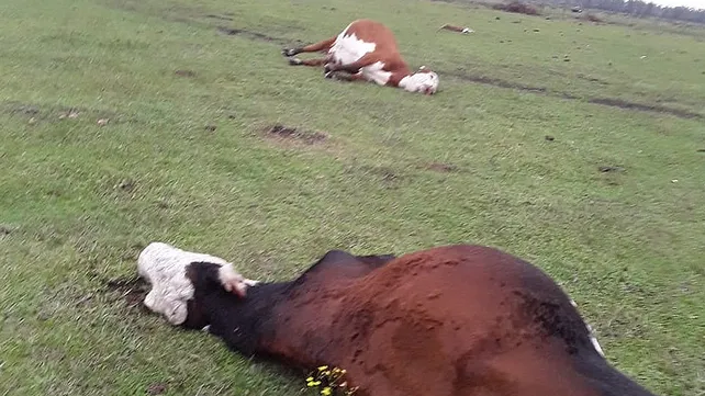 vacunos-nitratos-intoxicacion-chajari-2jpg