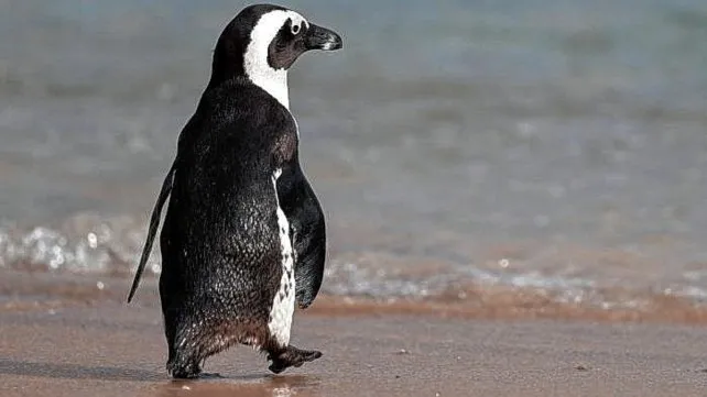 dia-animal-argentina-pinguino-3jpg