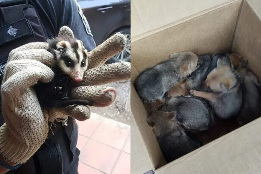 animales salvajes santa fe