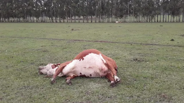 vacunos-nitratos-intoxicacion-chajari-1jpg