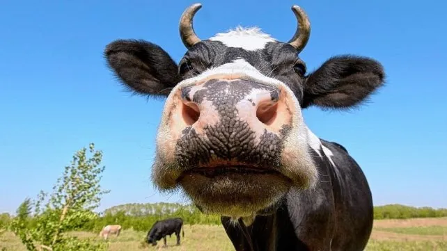 dia-animal-argentina-vaca-2jpg