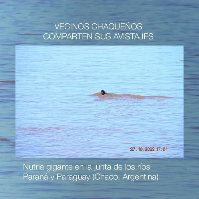 nutria-gigante