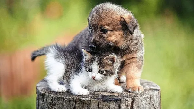 dia-animal-argentina-perrito-gatitojpg