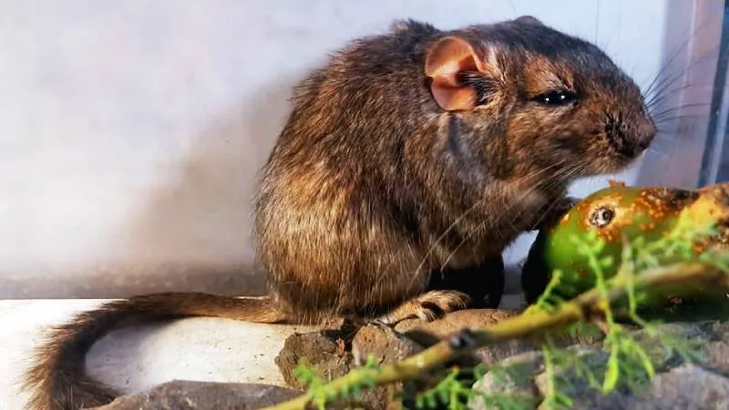 raton