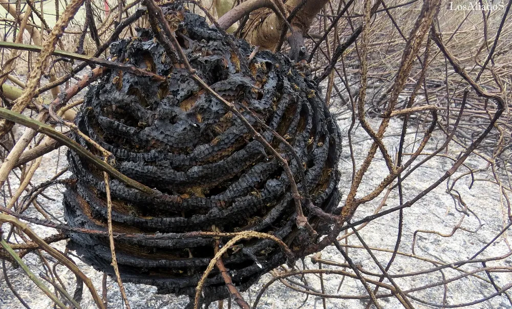 incendios-en-isla-el-pele-pablo-los-aliados-9