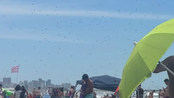 avispas-mar-del-plata.jpg_413760819