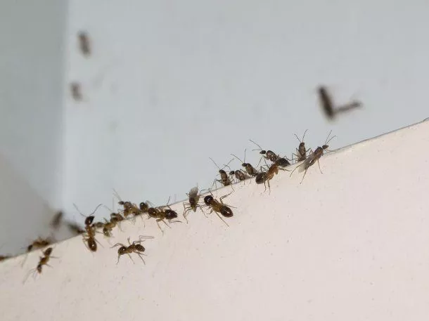 hormigas