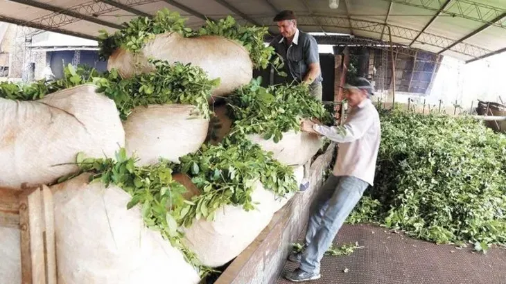 yerba-matewebp