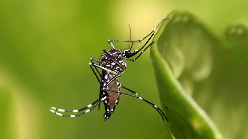 Dengue-importado-en-Rosario