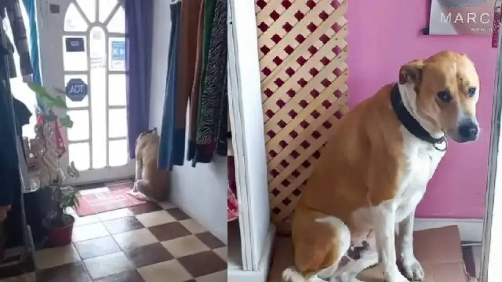 PERRO