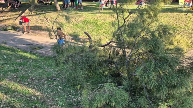 rama_caida.jpg_726409099