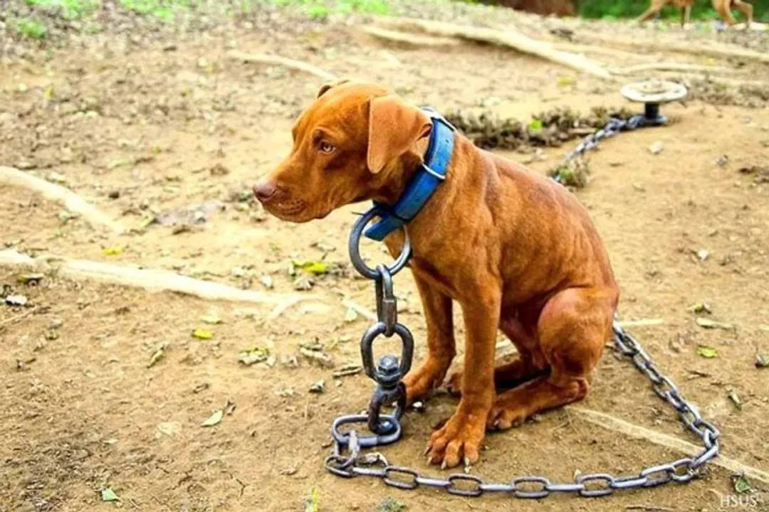 perro