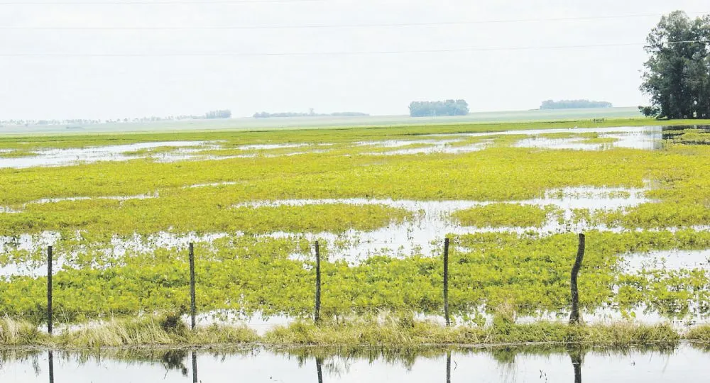 precipitaciones-lo-que-va-del-ano-al-sur-del-partido-se-superaron-los-1000-mm-lluvias-no-solo-la-agricultura-esta-afectada-sino-que-tampoco-se-puede-sacar-el-ganado-los-campos-inundados