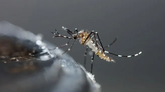 dengue-mosquitosjpg