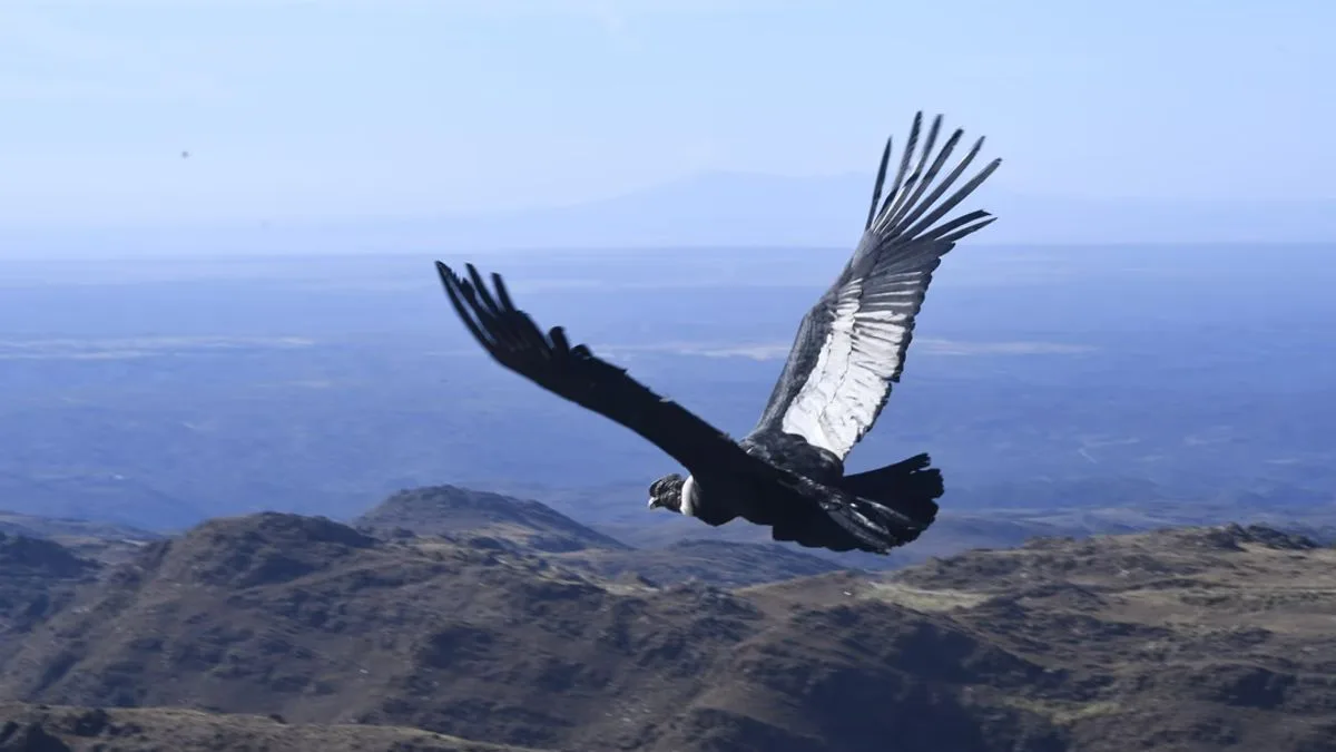 condor