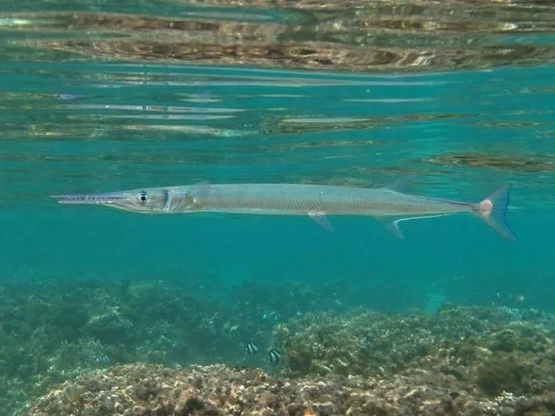 pez_aguja.jpg_956867179