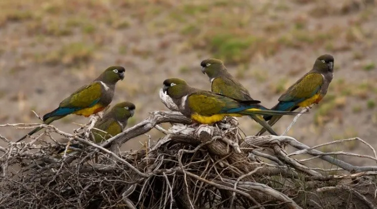 loros_barranqueros_en_villarino.jpg_370905268