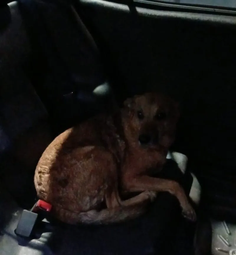 perro_entre_rios_600.jpg_1387623765