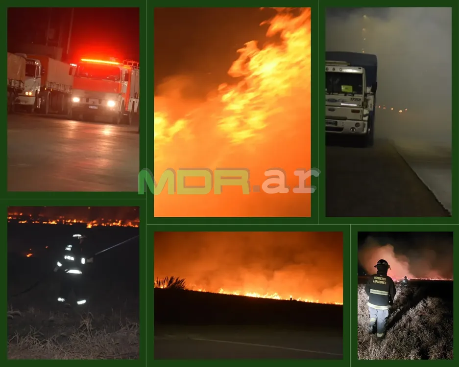 Collage de Fotos Inspiración Moodboard Verde_20240707_084018_0000