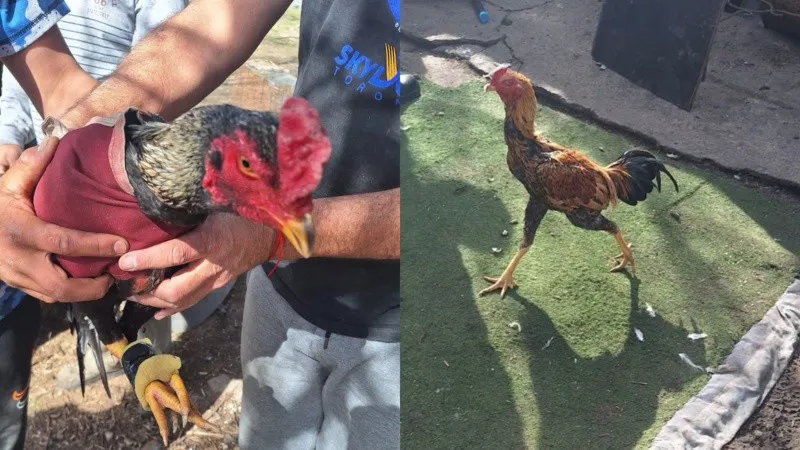 gallos.jpg_1756841869