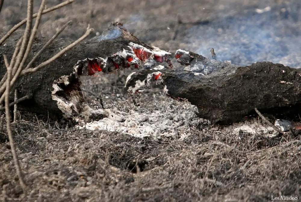 incendios-en-isla-el-pele-pablo-los-aliados-17
