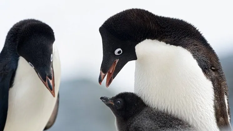 pinguino.jpg_366287663