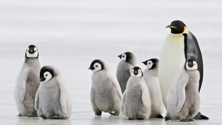 pinguinos_1_crop1681810826345.jpg_1833193316