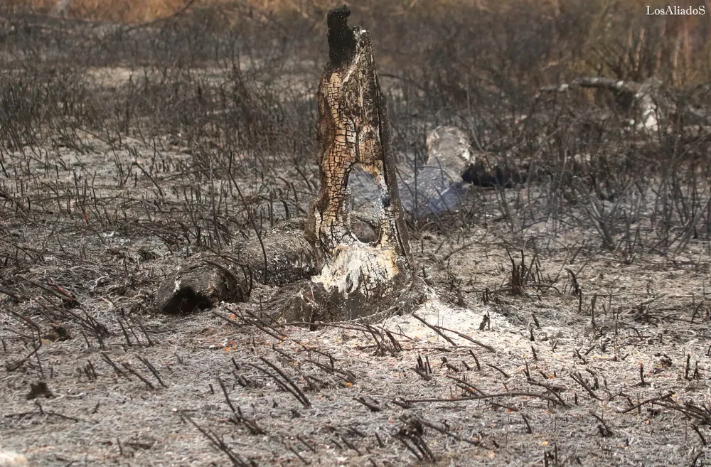 incendios-en-isla-el-pele-pablo-los-aliados-18