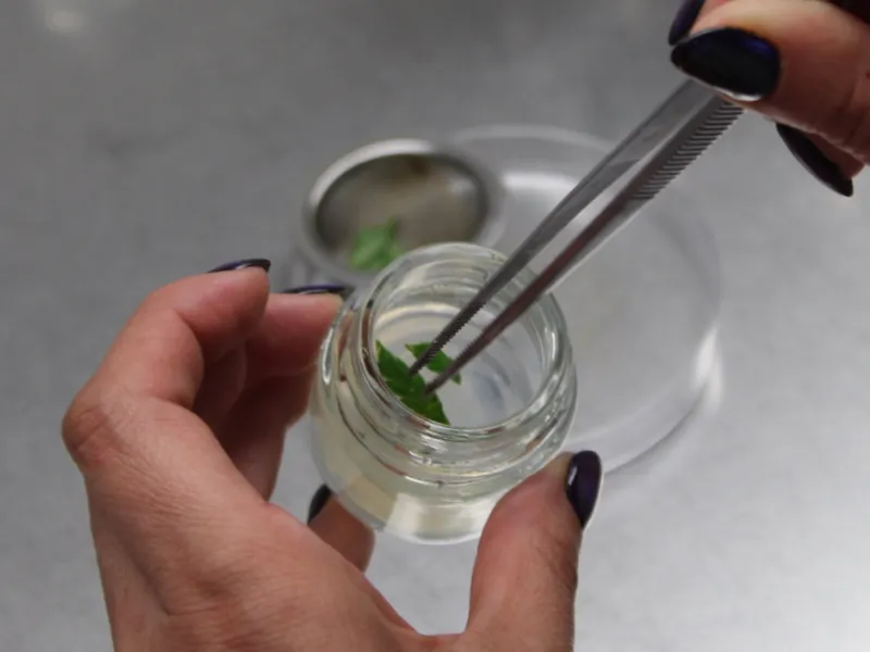 cannabis-in-vitro-unr-agrarias
