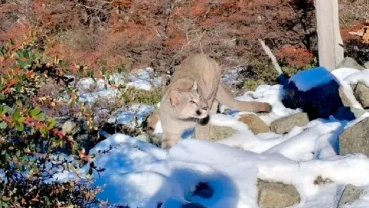 puma_x1x_1_crop1716046845100.jpg_1833193316