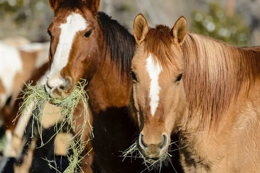 CABALLOS 3