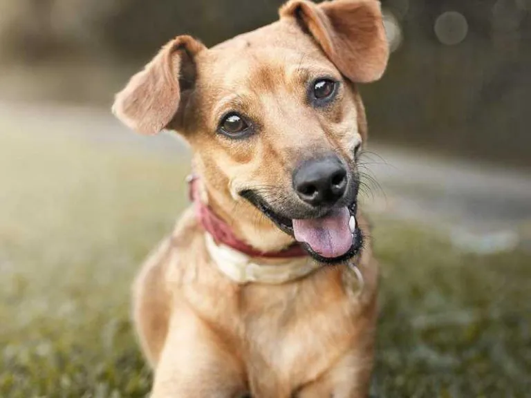 perro-1-768x576