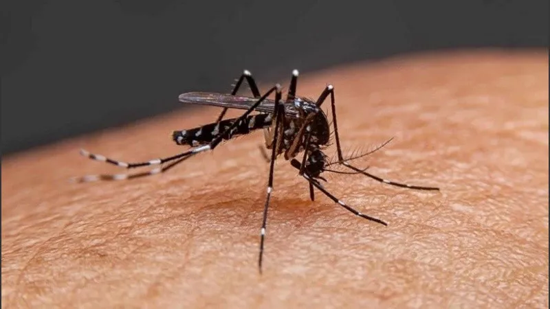 dengue_crop1676550464256.jpg_1756841869