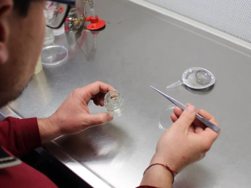 cannabis-in-vitro-unr-agrarias-1