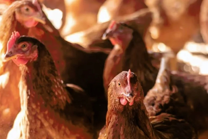 ur9GLTpUA_870x580__1