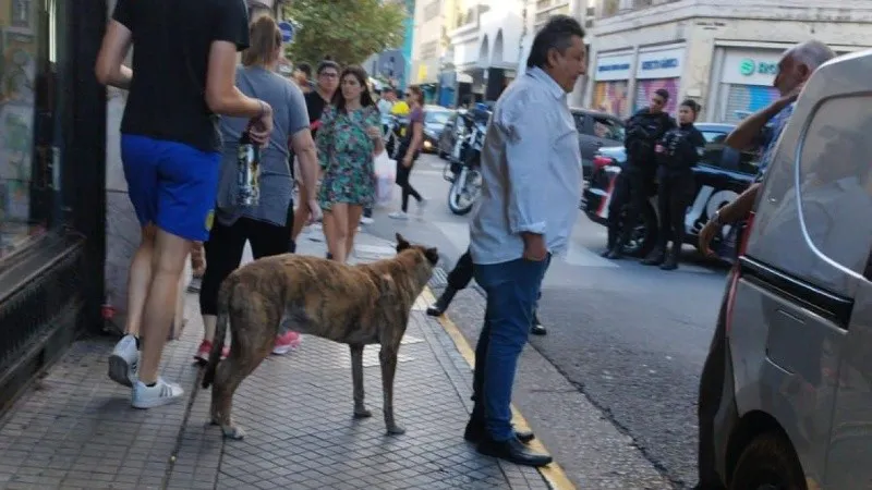 otro_perro_encerrado.jpg_1756841869