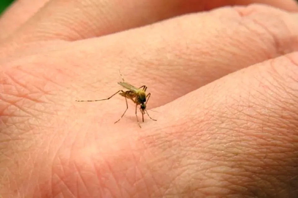 mosquito