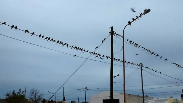 invasixn_de_loros_en_villarino_crop1715977726151.jpg_1833193316