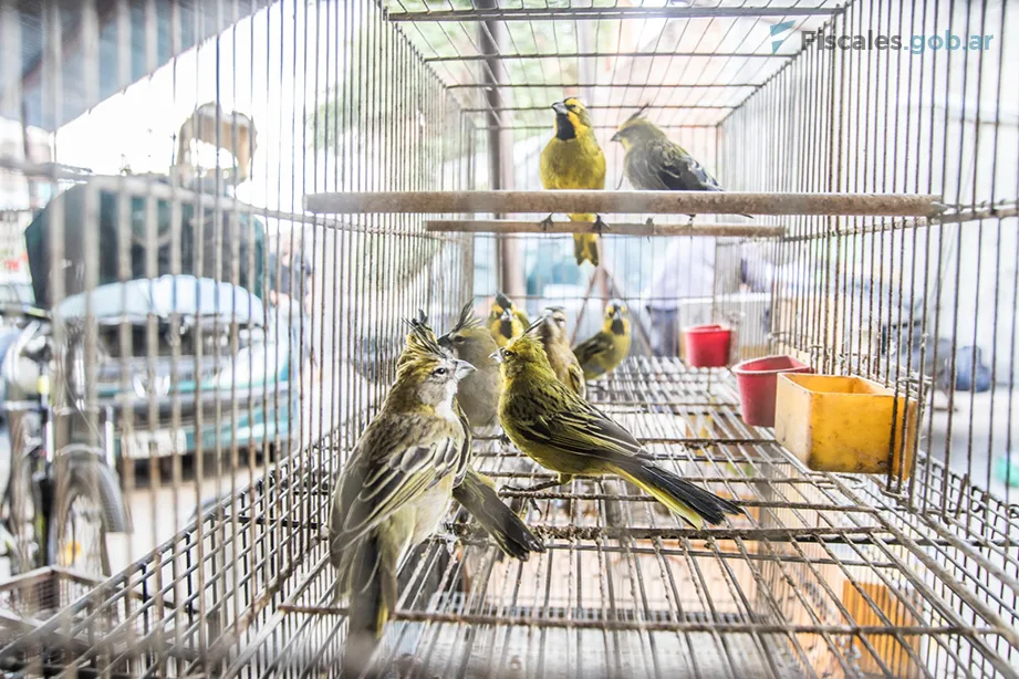 PAJAROS