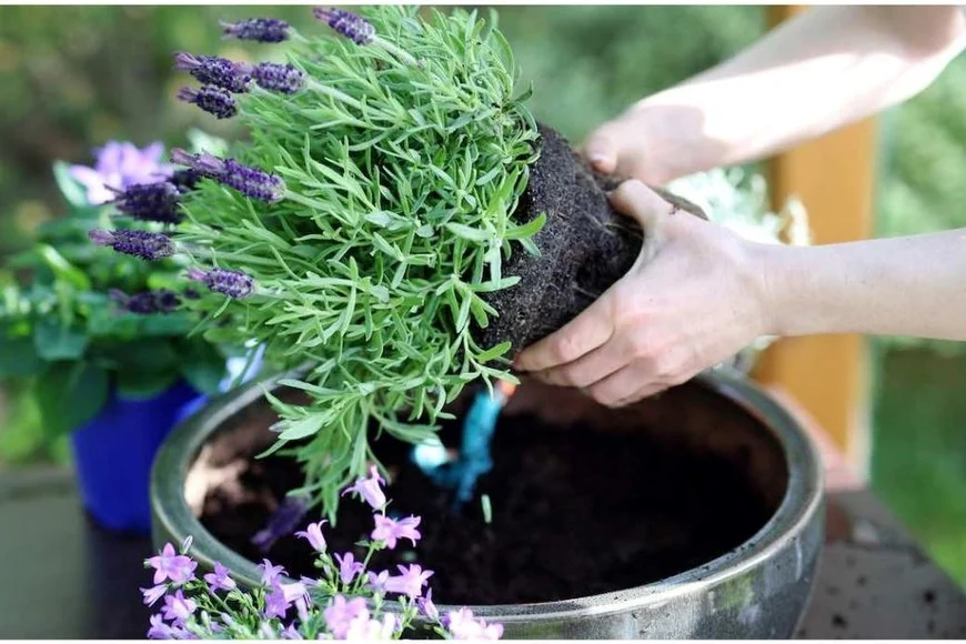 Lavanda