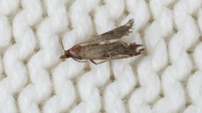 polillas-portadasjpg