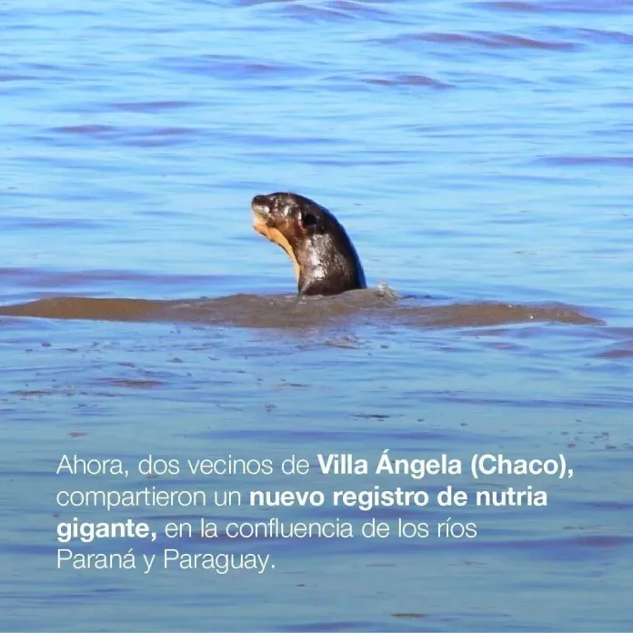 nutria-gigante1
