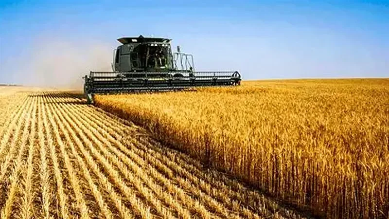 Timbues-despega-el-debut-de-trigo-argentino-a-China