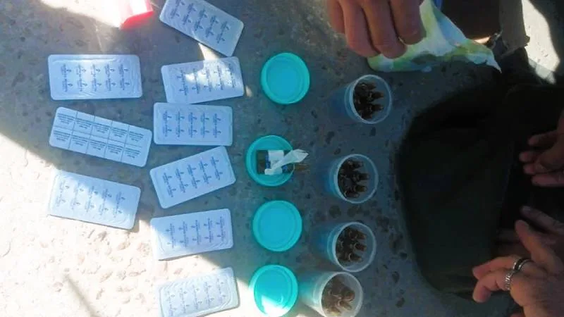 fiscales-horizontal-fentanilo-2