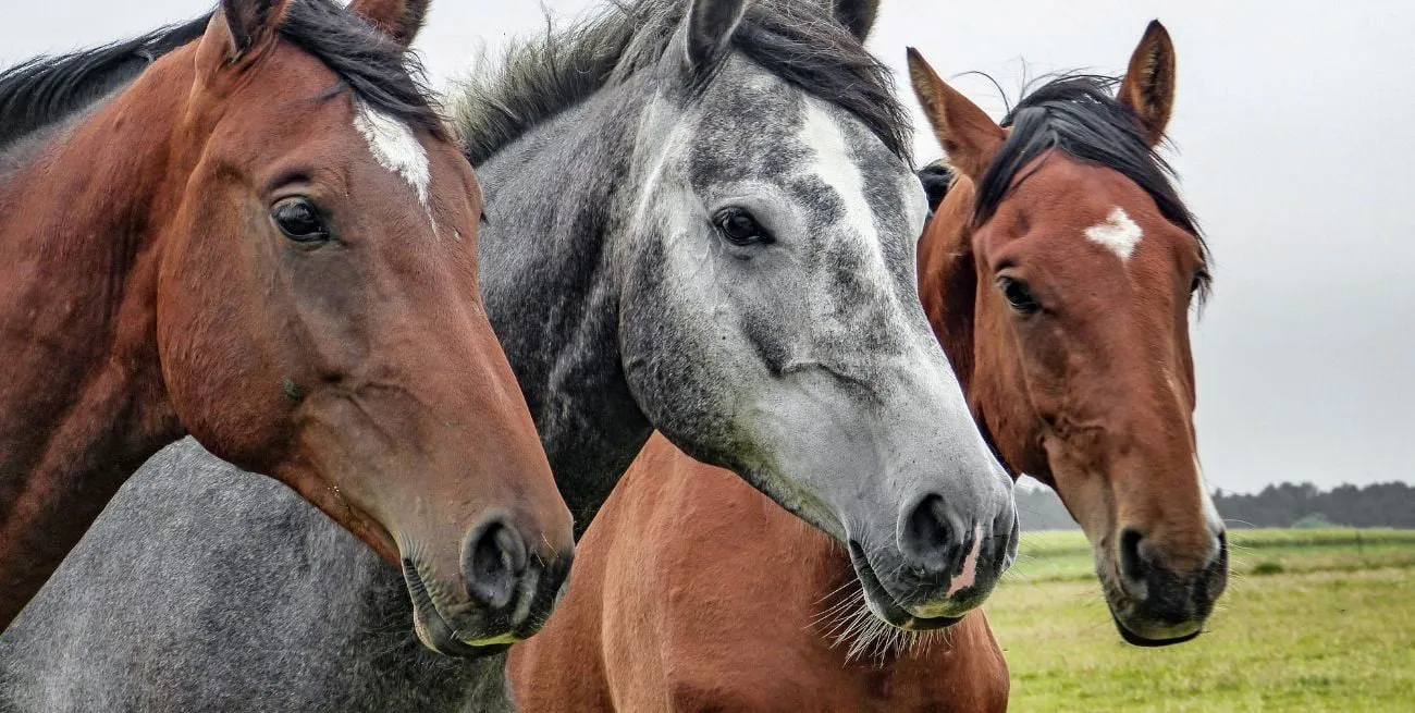 Encefalitis caballos