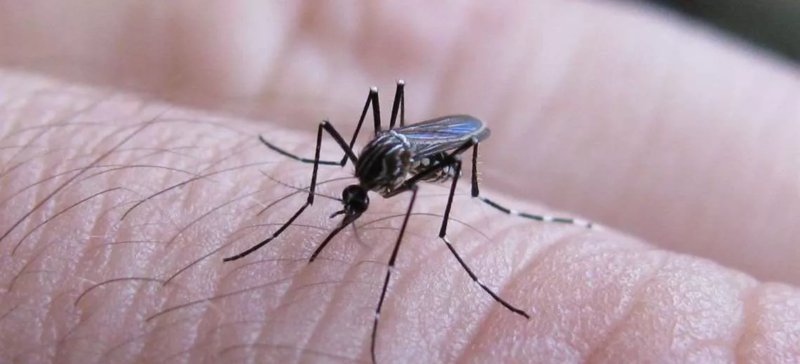 dengue-_688898940_1140x520