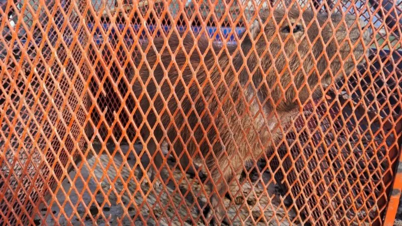 whatsapp_image_2024-07-12_at_09_23_35_x1x_crop1720790521449.jpeg_674070907