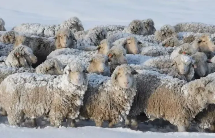 ovejas_la_opinixn.jpg_174195295