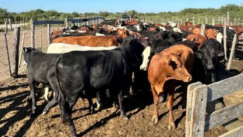 Vacas