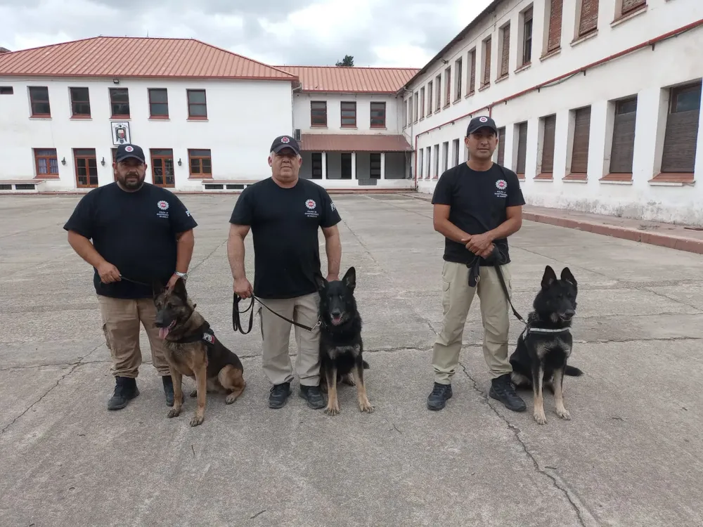 Perros PDI 1